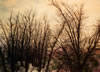 Jackson Hensley Gallery: Image